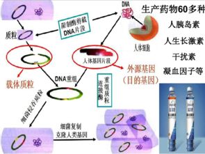 現代生物技術的發展 生物技術開發